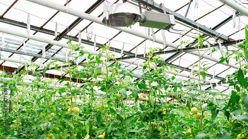 Glass roof of a greenhouse close-up. Growing tomatoes in an industrial greenhouse on an organic farm.  Year-round cultivation of vegetables using hydroponics technology in a heated glass house.