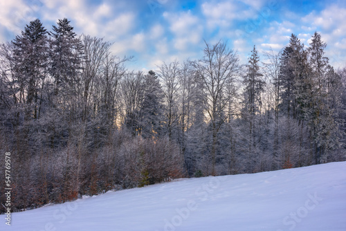fir trees on the snow covered hill. winter scenery with mountain ridge and forest beneath a sunset sky