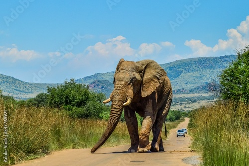 Huge and musth African elephant (Loxodonta Africana) road block in Pilanesberg national park