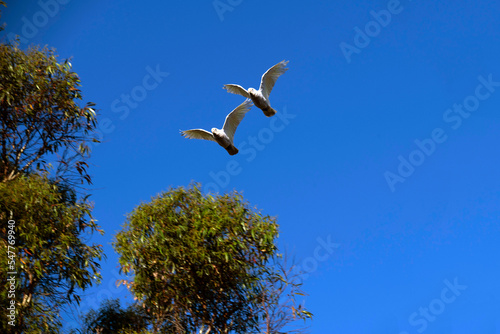 Little Corella  Cacatua sanguinea 