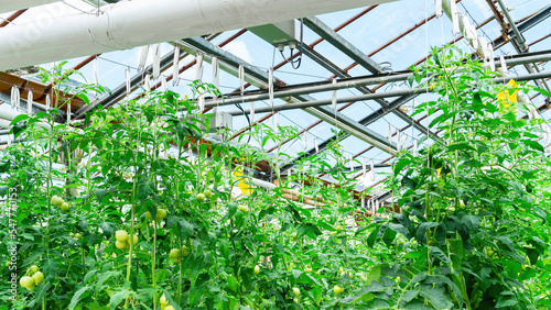 Beautiful glass roof of a greenhouse with lighting close-up. Growing tomatoes in an industrial greenhouse on an organic farm. Year-round cultivation of vegetables using hydroponics technology.
