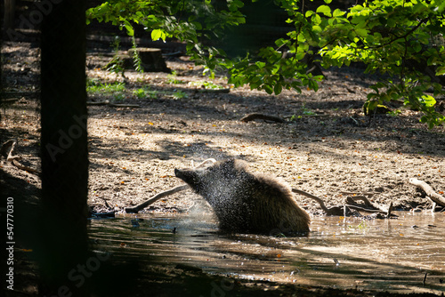Foto boar taking a bath