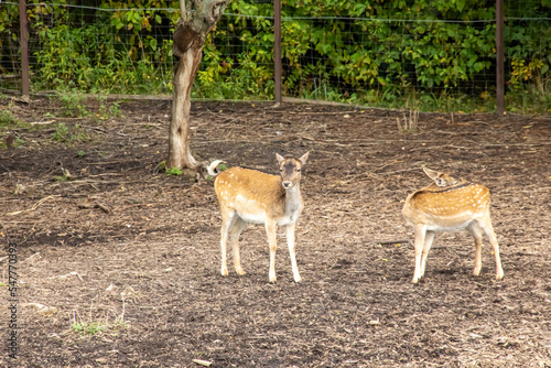Fototapeta Naklejka Na Ścianę i Meble -  Little deer walk behind the fence closeup