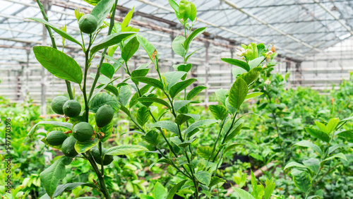  Green lemon fruits ripen in an industrial greenhouse. Growing citrus fruits in containers in heated greenhouses in temperate climates.