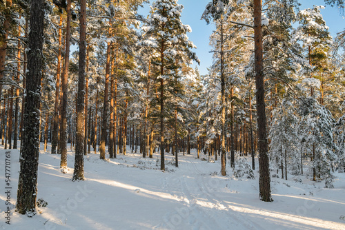 Lappohjanranta recreation area in winter, snowy forest, Hanko, Finland