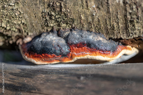 Detail shot of Fomitopsis pinicola - stem decay fungus known as the red-belt conk