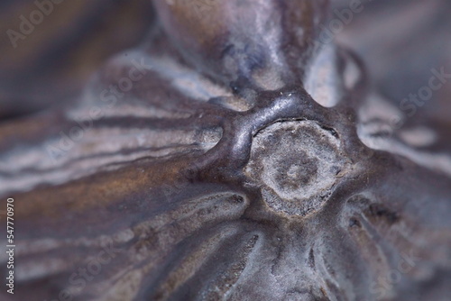 Schilderij op canvas Macro photography with aquatic fruit; water caltrop or water chestnut fruit; Tra