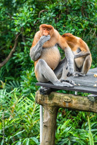 Proboscis monkey sits and eat in the jungle.