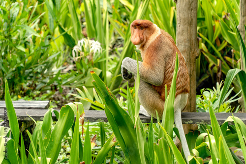 Proboscis monkey stting in the forest  of Labuk Bay, Borneo
