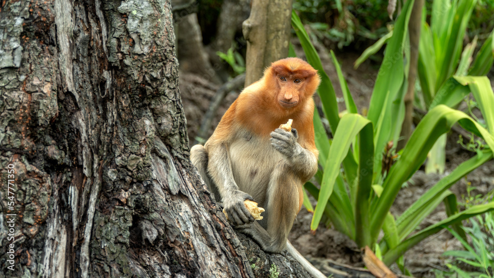 Naklejka premium Proboscis monkey eats sitting on the tree in green Borneo jungle
