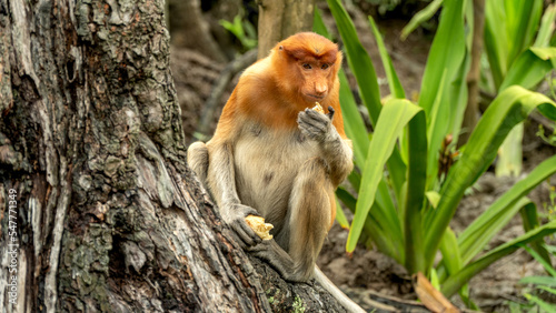 Proboscis monkey eats sitting on the tree in green Borneo jungle