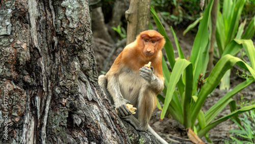Proboscis monkey eats sitting on the tree in green Borneo jungle