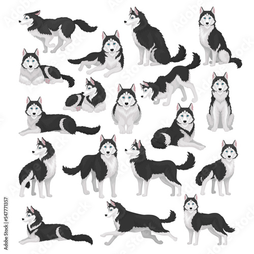 Siberian husky dog set. Active pet animal running, sitting and lying cartoon vector