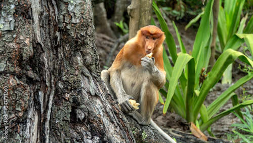 Proboscis monkey eats sitting on the tree in green Borneo jungle