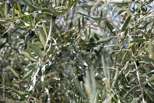 Closeup shot of black olives with green leaves on a tree