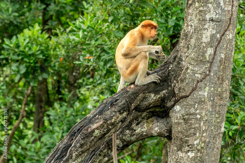 Fototapeta Naklejka Na Ścianę i Meble -  Proboscis monkey eats on the tree in Borneo jungle