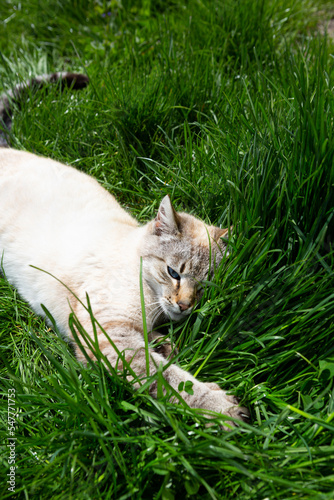 Pet cat lies on the green grass outdoor garden © Mariia