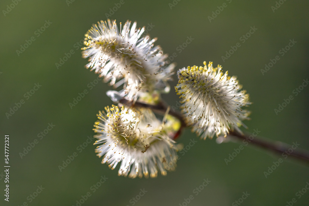 willow catkins open with pollen willow catkins open with pollen
