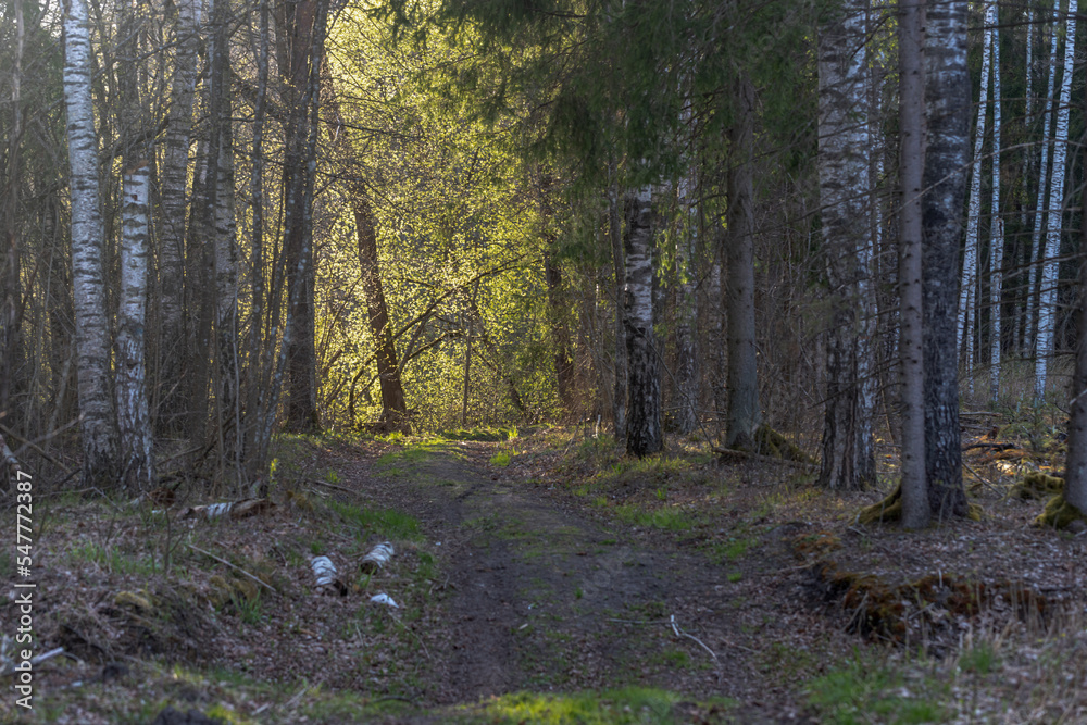 pathway through deciduous birch forest. Sunlight ahead