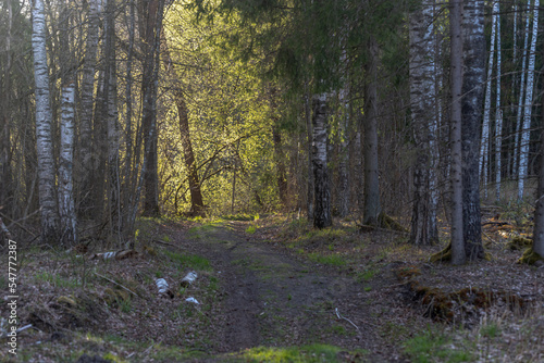 pathway through deciduous birch forest. Sunlight ahead