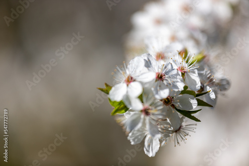 Spring blossom background. Nature scene with blooming pear tree. Spring flowers. Beautiful orchard
