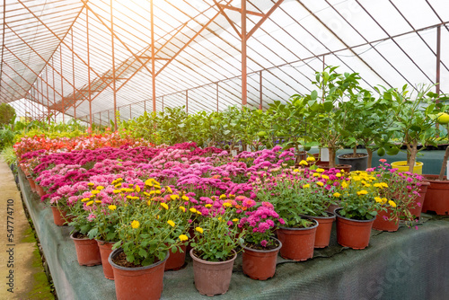 Blooming asters and chrysanthemums various flowers in pots grown in a greenhouse.