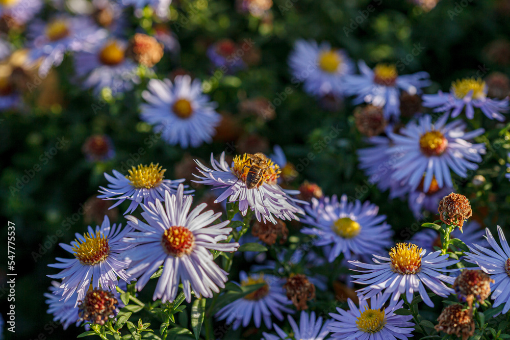beautiful chrysanthemum flower bushes purple colors beautiful chrysanthemum flower bushes purple colors
