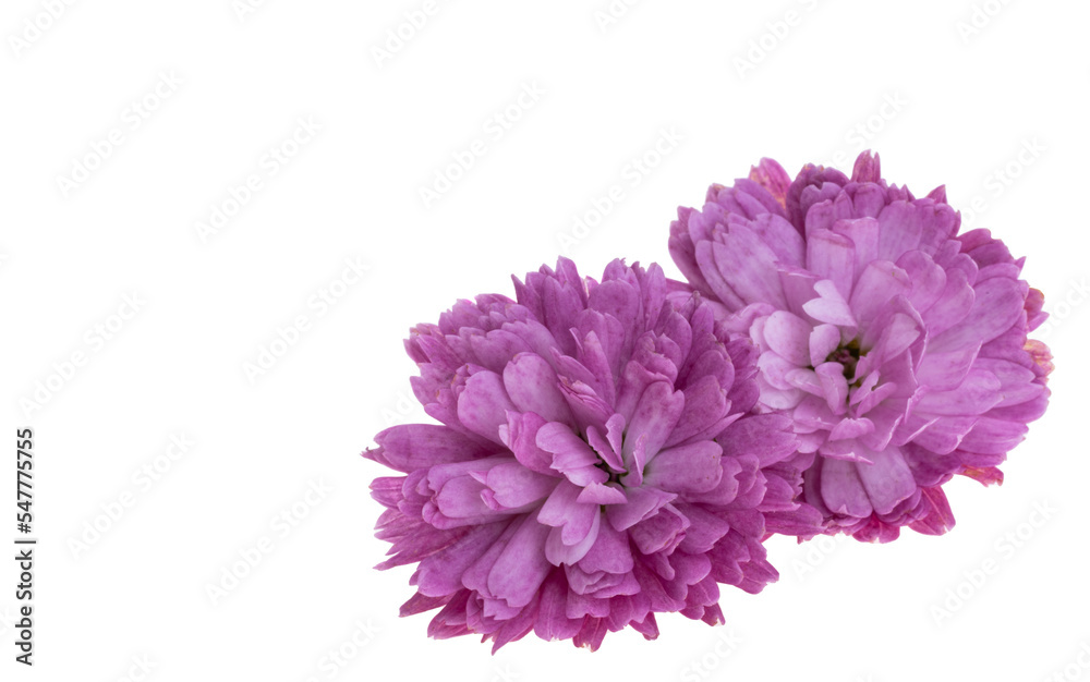 chrysanthemum isolated