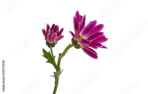 chrysanthemum isolated