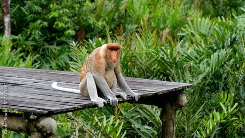 Proboscis monkey seats in Borneo jungle.