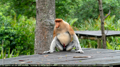Proboscis monkey seats in Borneo jungle.