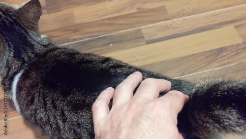 cheerful and beautiful cat