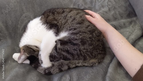 cheerful and beautiful cat