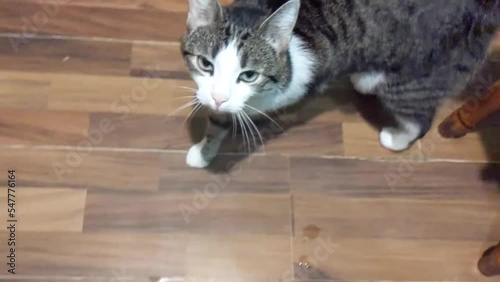 cheerful and beautiful cat