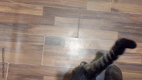 cheerful and beautiful cat