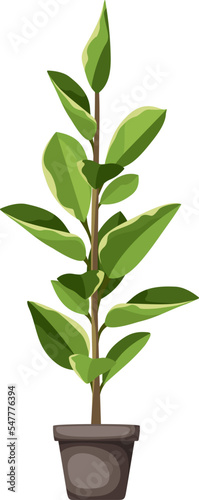 Ficus elastica. Houseplant in a pot isolated on a white background. Vector illustration