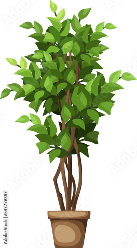 Green ficus tree. Houseplant in a pot isolated on a white background. Vector illustration