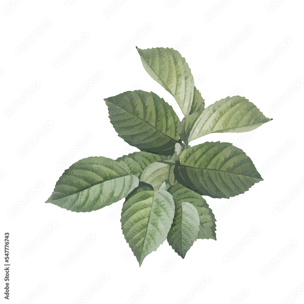 leaves