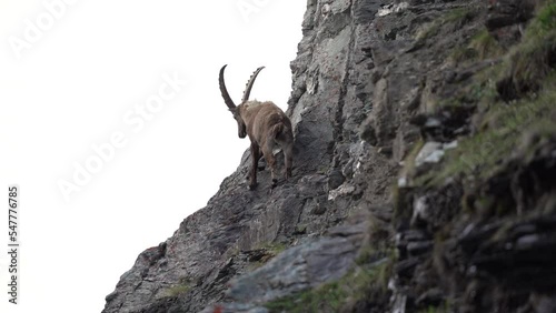 Alpine ibex in the Switzerland Alps. Steinbocks on the hillside. European wildlife during spring season. photo