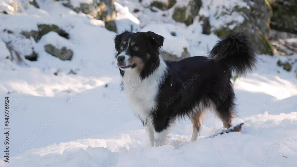 Cute Australian Shepherd playing in the snow with a stick, dog running, happy dog, cute. 4K 24FPS Cute Australian Shepherd playing in the snow with a stick, dog running, happy dog, cute. 4K 24FPS