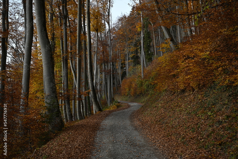 Obraz premium autumn in the forest