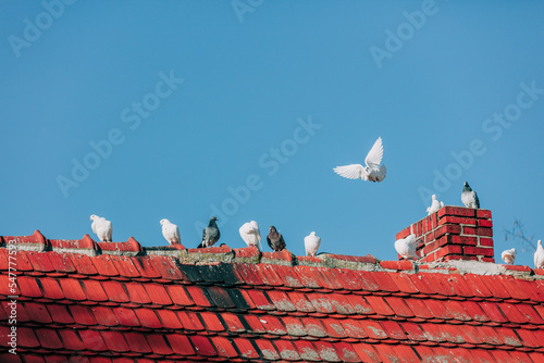 Valokuvatapetti domesticated pigeons on old house rood
