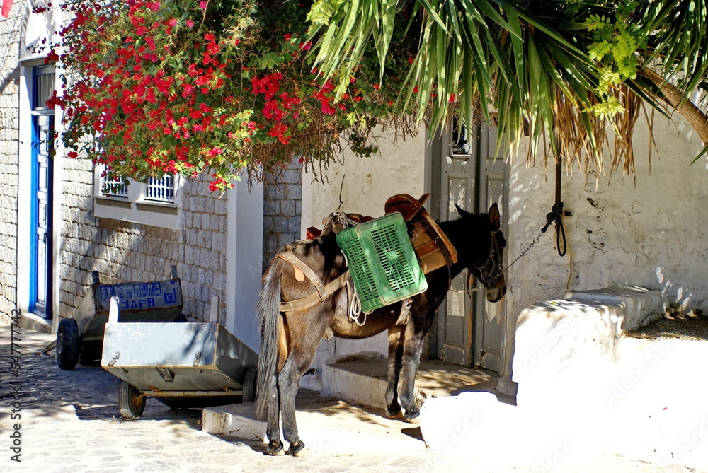 Fotografija Cargo horse under a bougainvillea bush in the villat at Hydra Port, Hydra, Greec