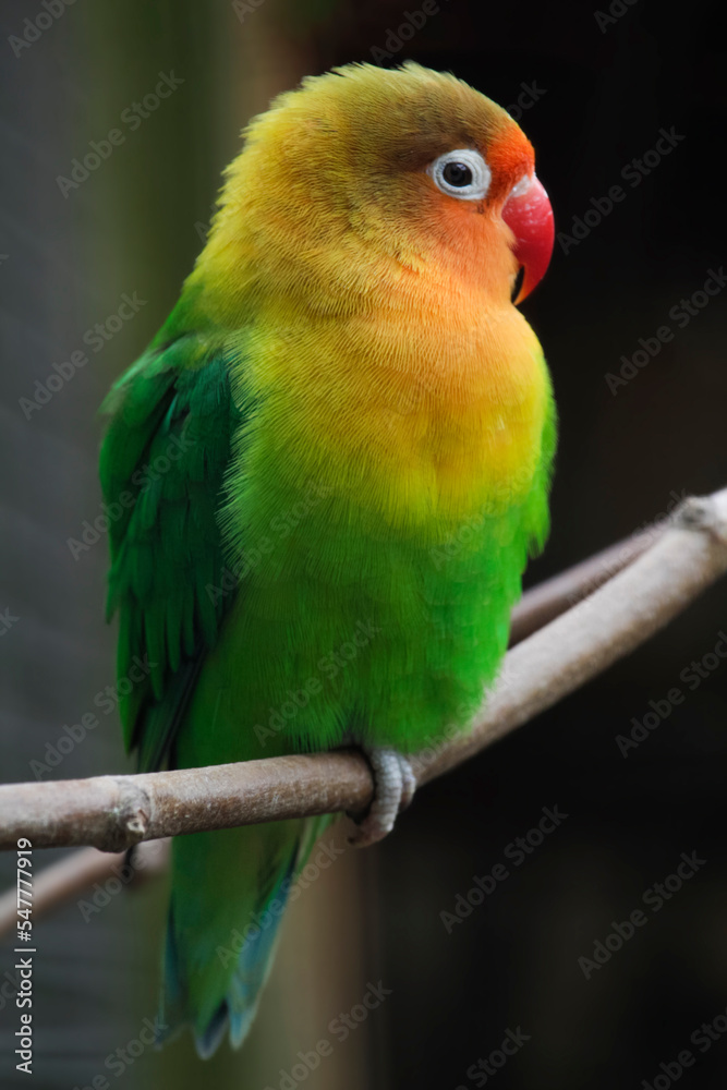 Fischer's Lovebird. Agapornis Fischeri. High quality photo