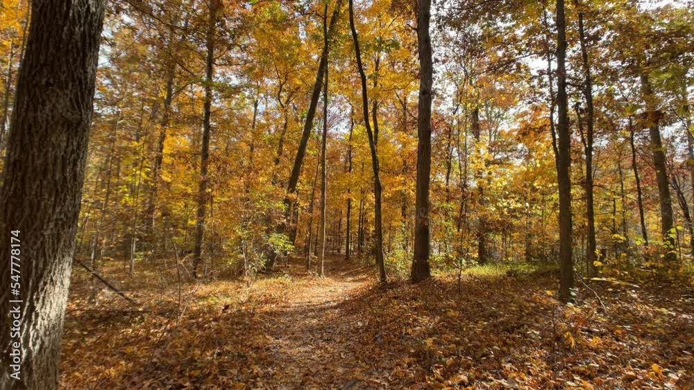 autumn in the woods autumn in the woods