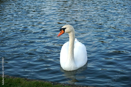 Fototapeta Naklejka Na Ścianę i Meble -  Adult white royal swan swim in a lake