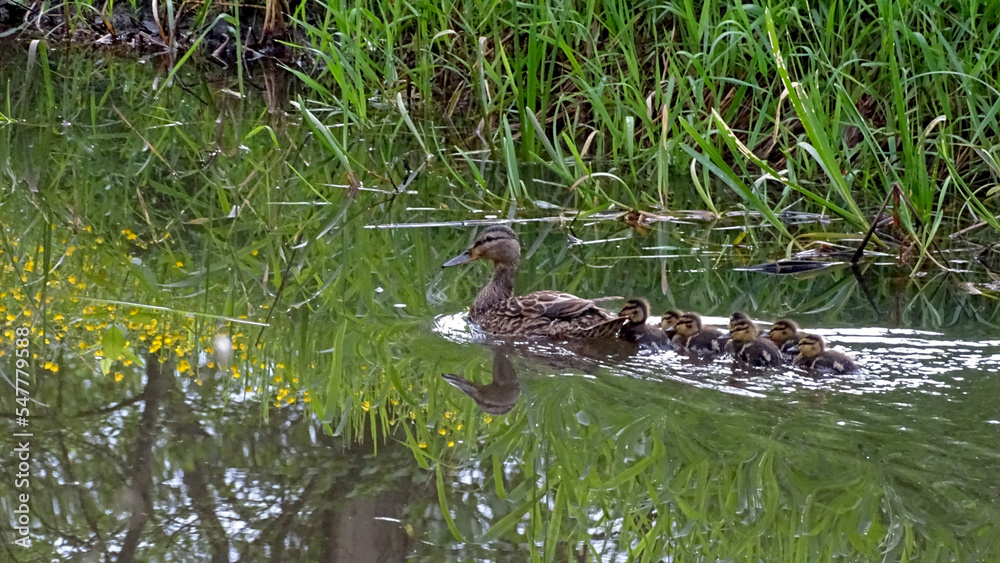 Fototapeta premium Białowieża , Polska 