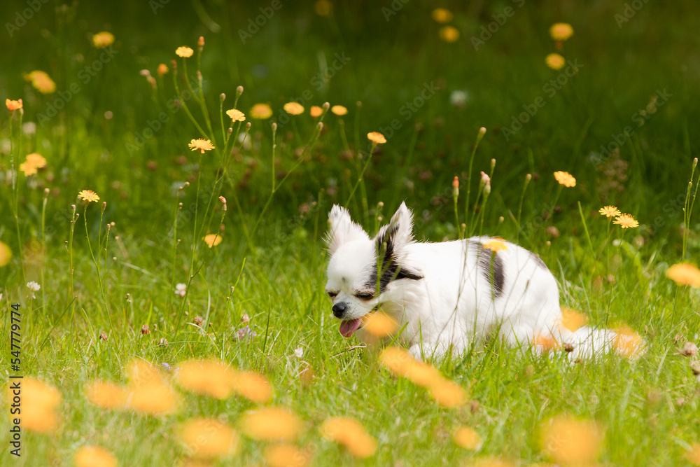 Black and white long hair chihuahua playing in the grass and dandelions in the sun. Small dog enjoying a summer day. Black and white long hair chihuahua playing in the grass and dandelions in the sun. Small dog enjoying a summer day.
