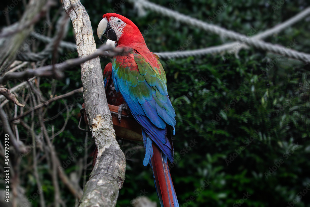  Red and green macaw. Ara chloropterus. High quality photo