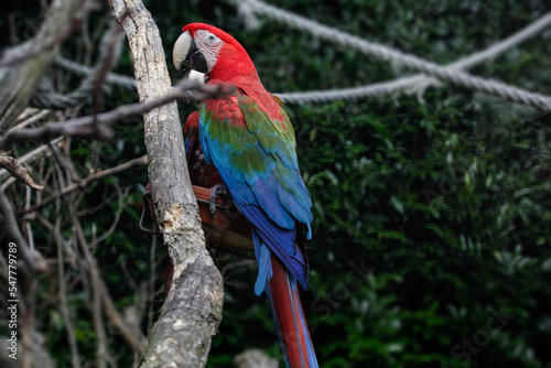  Red and green macaw. Ara chloropterus. High quality photo